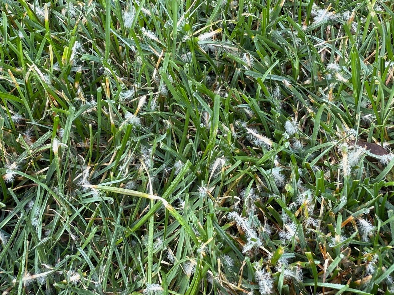 Close-up of turfgrass blades with visible white, cottony fungal mycelium across the surface. The fuzzy growth is a sign of active dollar spot infection, standing out against the green grass blades.